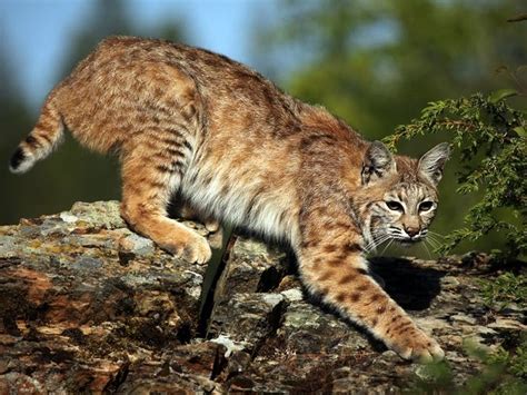 bobcat of charlotte nc